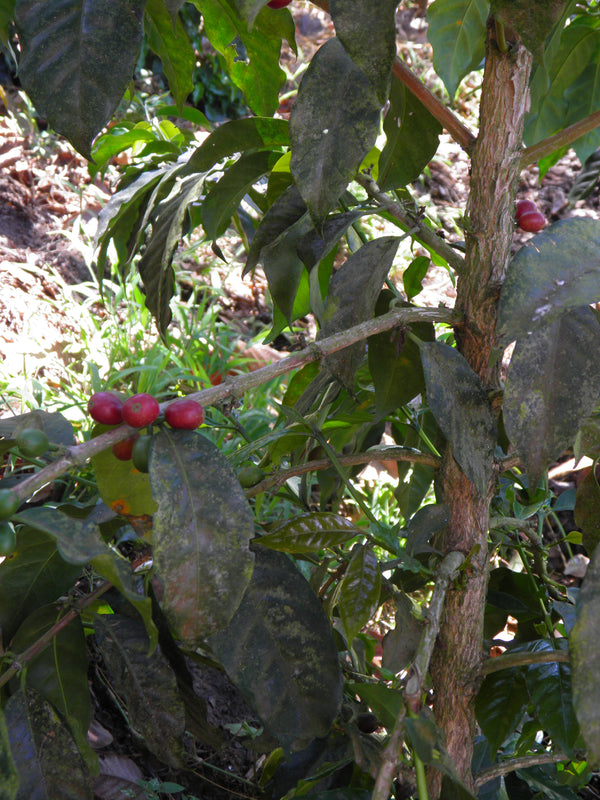 #46 El Salvador, natural Villa Sarchi