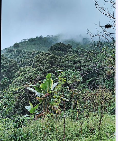 #61 Colombia, Bourbon Amarilo wet fermented /cofermented