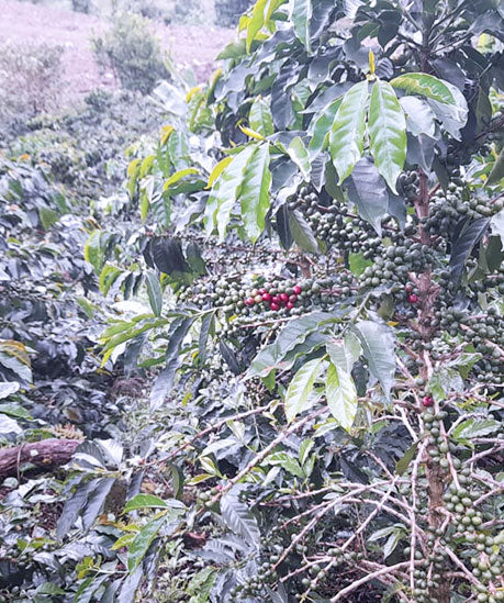 #60 Colombia,  Ombligon wet fermented /cofermented