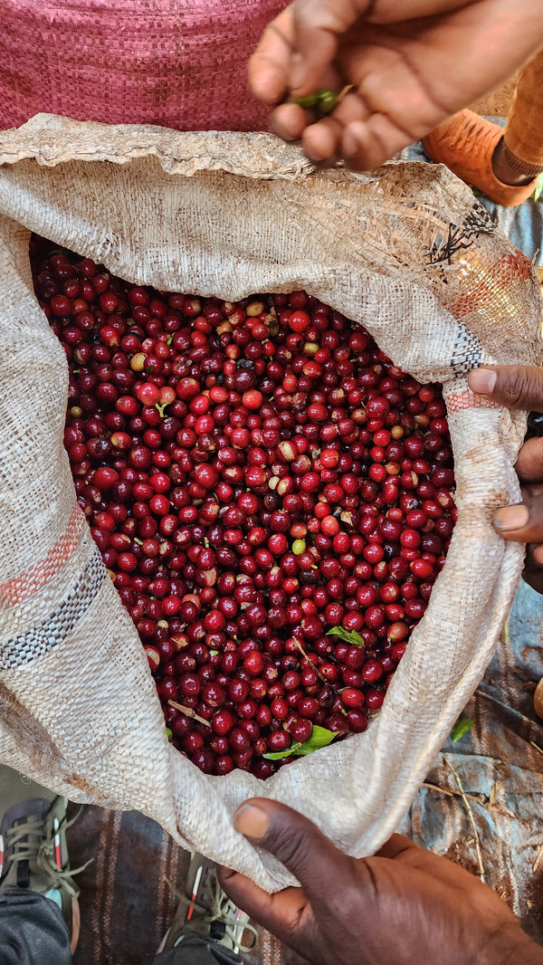 #28 Ethiopia, Natural Heirloom