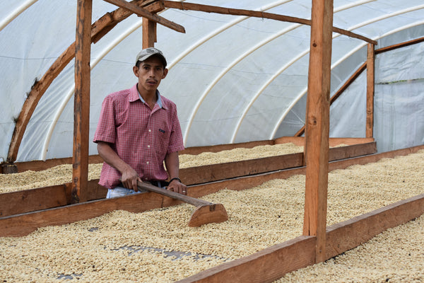 #19 Honduras, Wet fermented IH-90